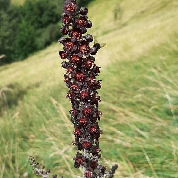 Veratrum nigrum Çiçek