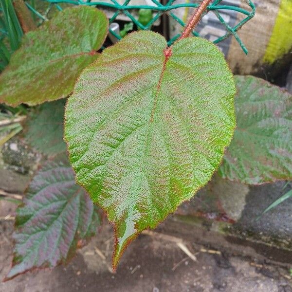 Actinidia chinensis Hoja