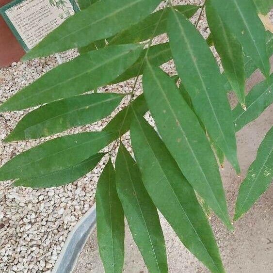 Sapindus saponaria Blad