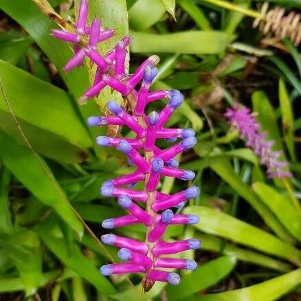 Aechmea gamosepala ফুল