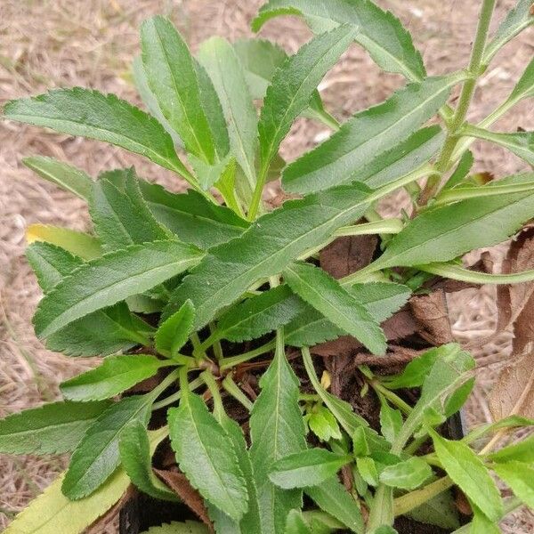 Veronica spicata Blatt