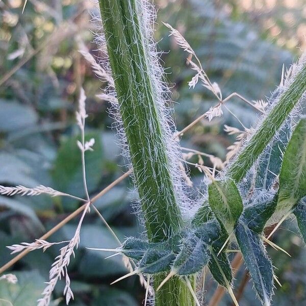 Cirsium eriophorum പുറംതൊലി