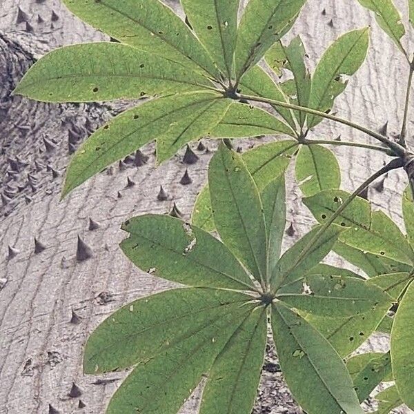 Ceiba pentandra ഇല