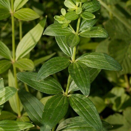 Galium rubioides Egyéb