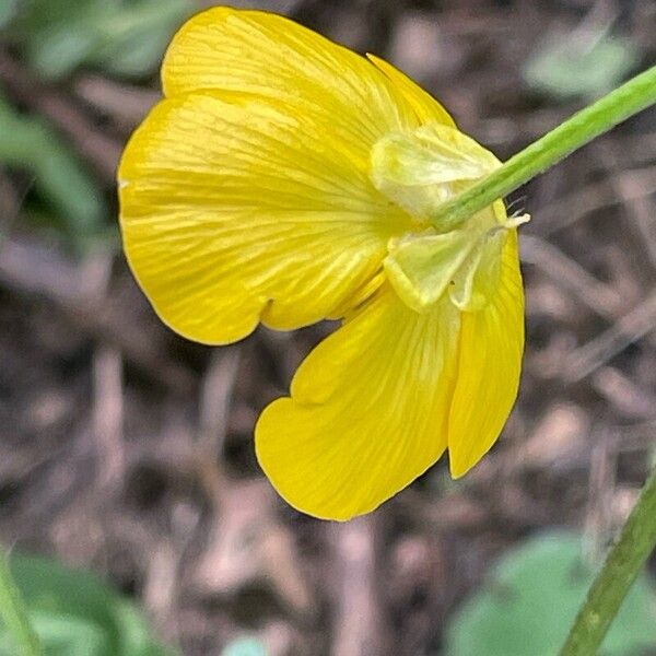 Ranunculus bulbosus 花