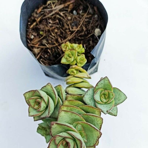 Crassula perforata ഇല