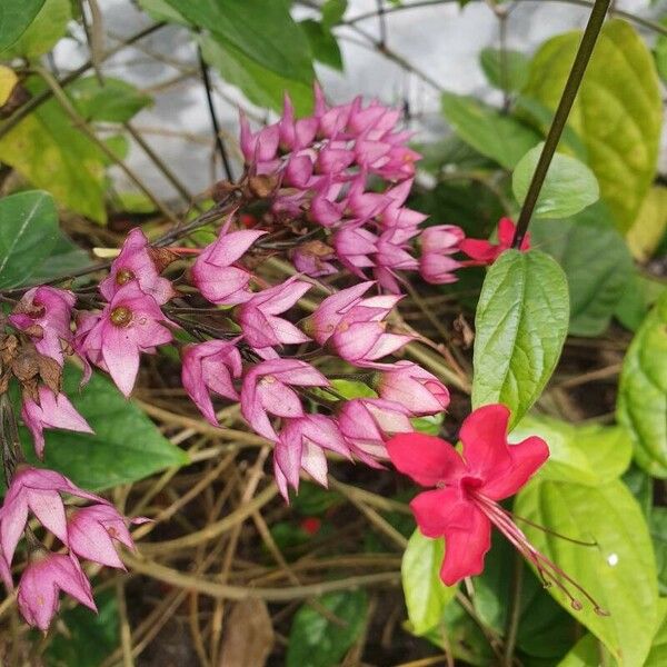 Clerodendrum thomsoniae Flower