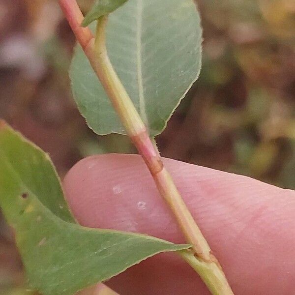 Persicaria amphibia Lehti