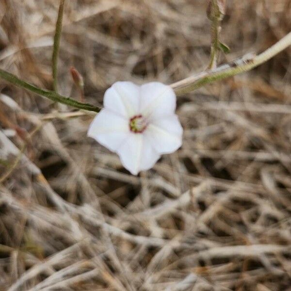 Convolvulus sagittatus Kwiat