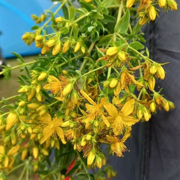 Hypericum perfoliatum Flower