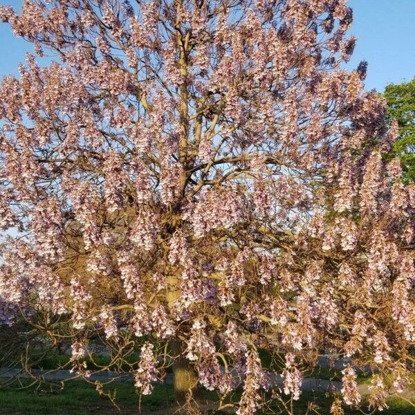 Paulownia tomentosa Blomma