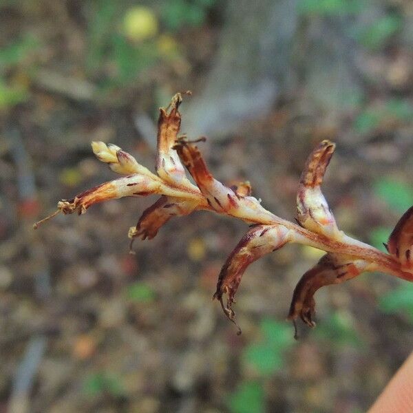 Epifagus virginiana Φρούτο