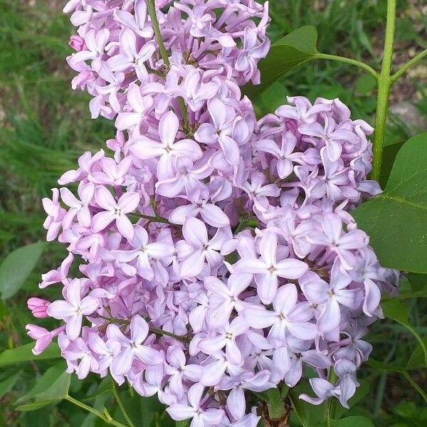 Syringa vulgaris Цветок