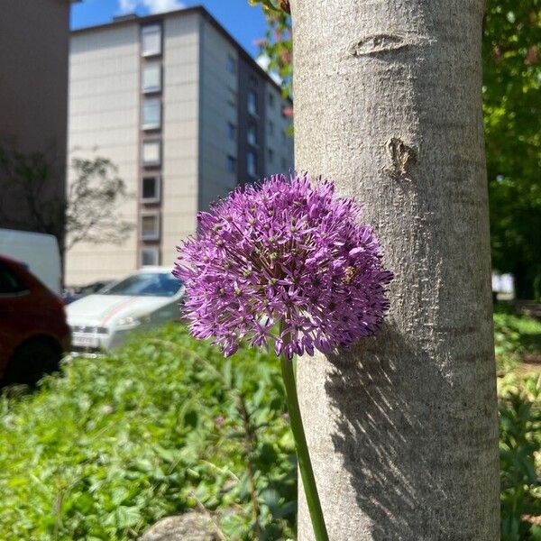 Allium giganteum Цвят