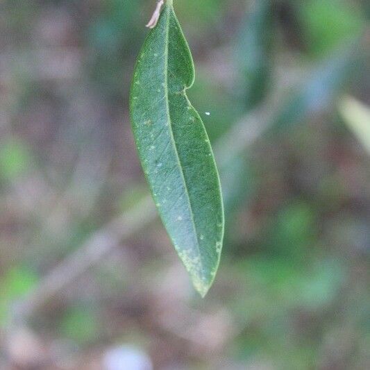 Olea lancea Folha