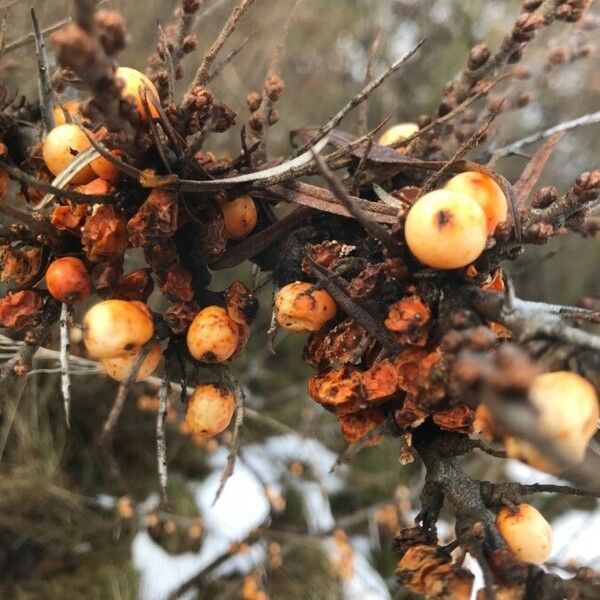 Hippophae rhamnoides Fruit