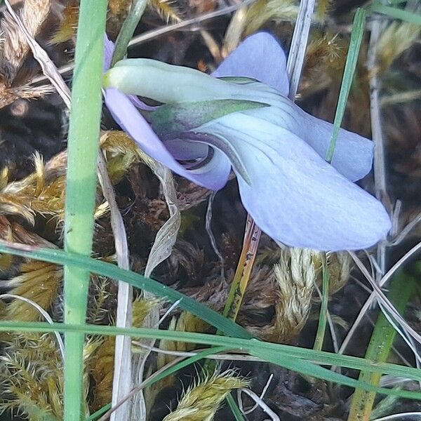 Viola riviniana Blüte