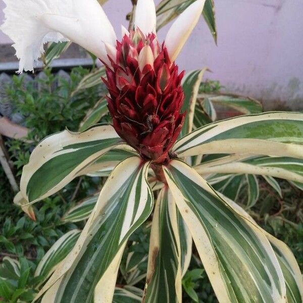 Costus arabicus Virág