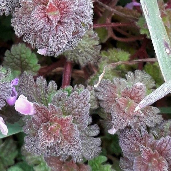 Lamium purpureum Leaf