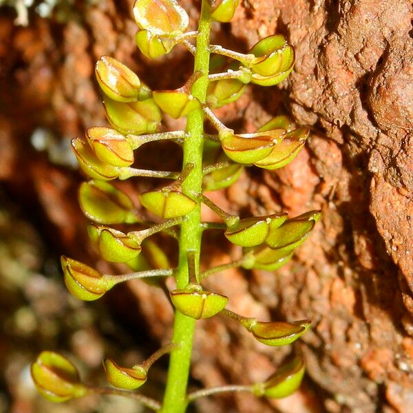 Teesdalia coronopifolia Frugt