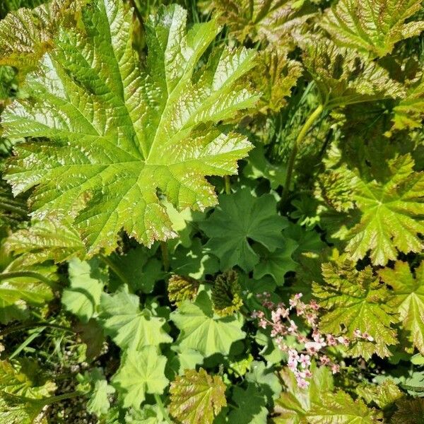 Darmera peltata Blatt