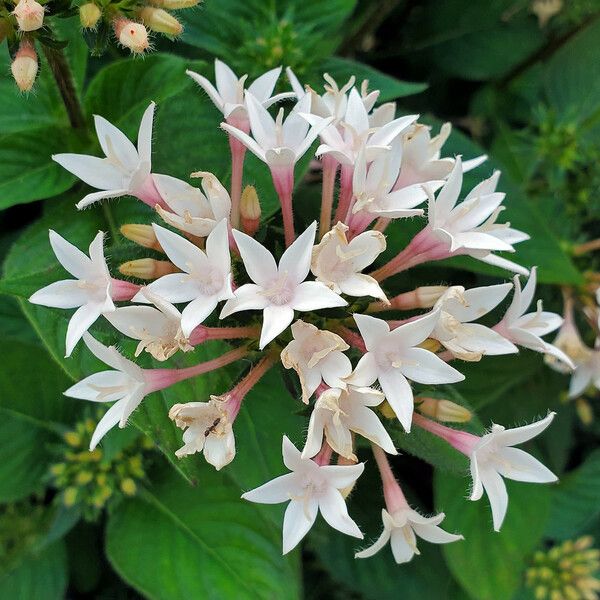 Pentas lanceolata Flors