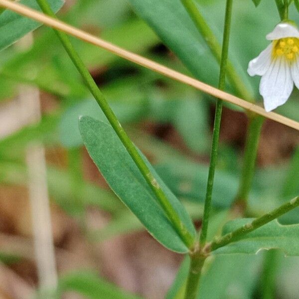 Linum catharticum Foglia