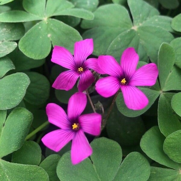 Oxalis debilis 花