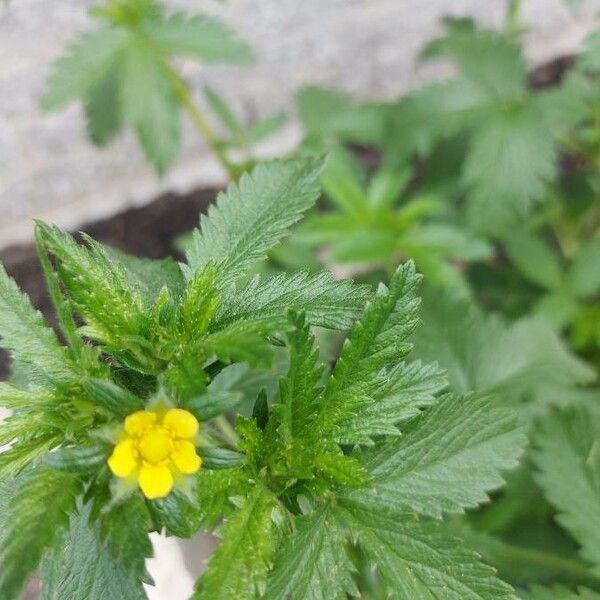 Potentilla norvegica Folha