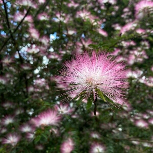 Calliandra surinamensis Õis