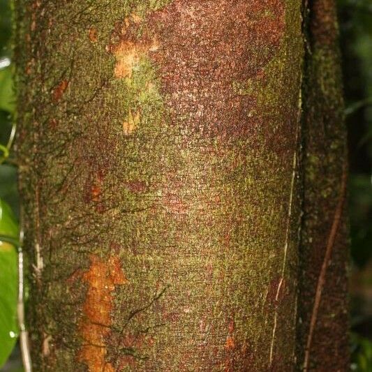 Apeiba petoumo Bark