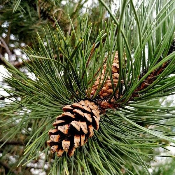 Pinus nigra Frugt