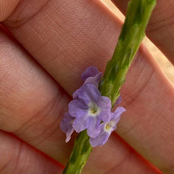 Stachytarpheta indica Blomst