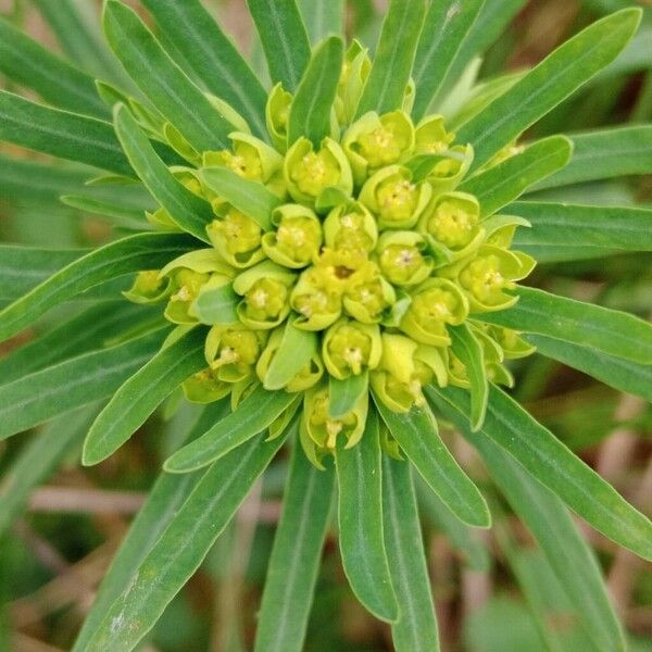 Euphorbia esula Flower