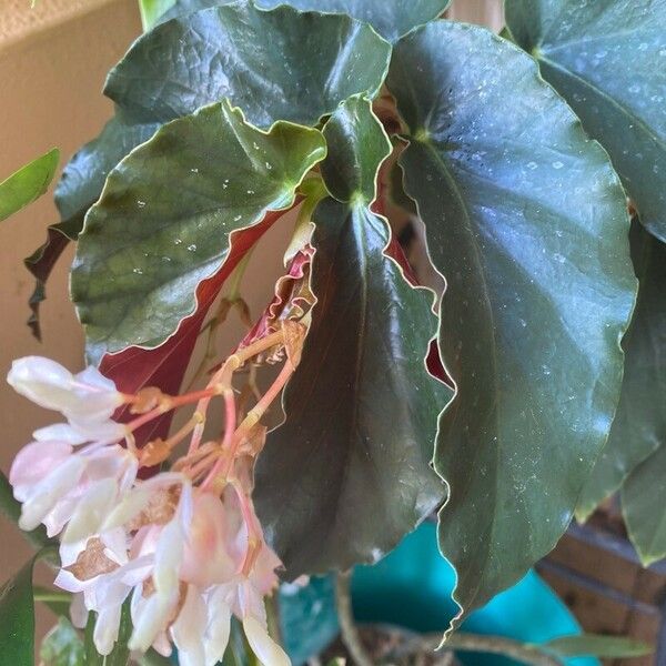 Begonia coccinea Hoja