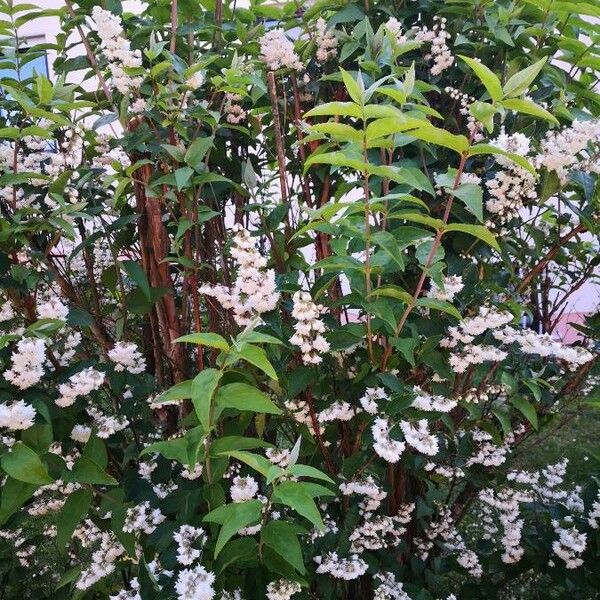 Deutzia scabra Habit