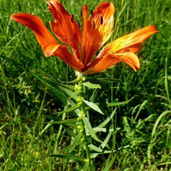 Lilium bulbiferum অভ্যাস