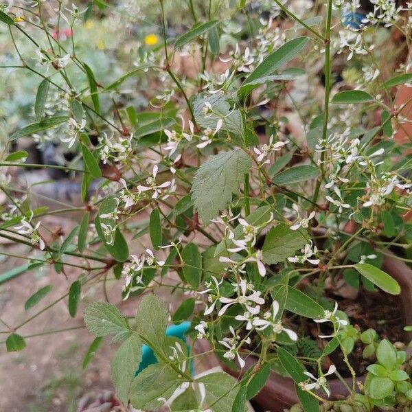 Euphorbia hypericifolia Flower