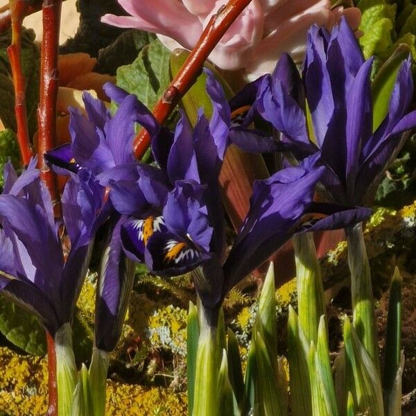 Iris reticulata ফুল