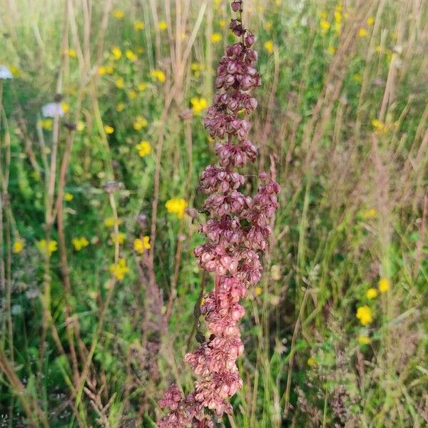 Rumex aquaticus Flower