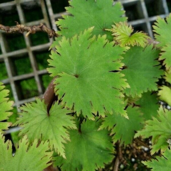 Begonia lyallii Leaf