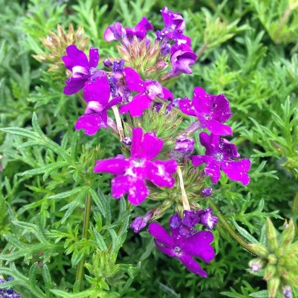 Verbena tenera Flower