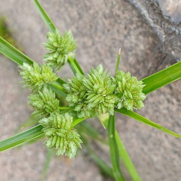 Cyperus eragrostis Cvet