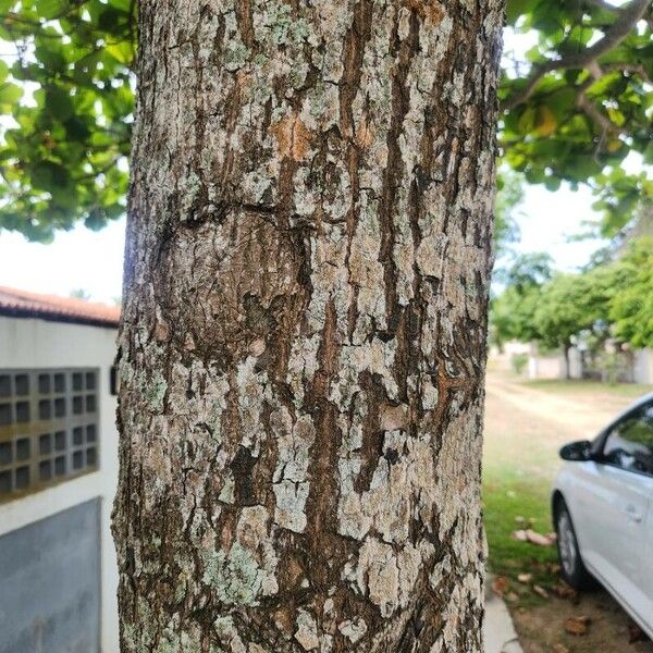 Terminalia catappa Bark