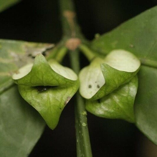 Faramea guianensis Кветка