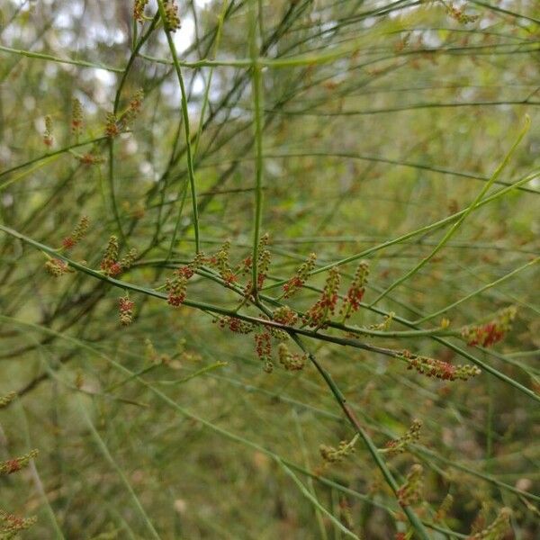 Leptomeria acida Hábito