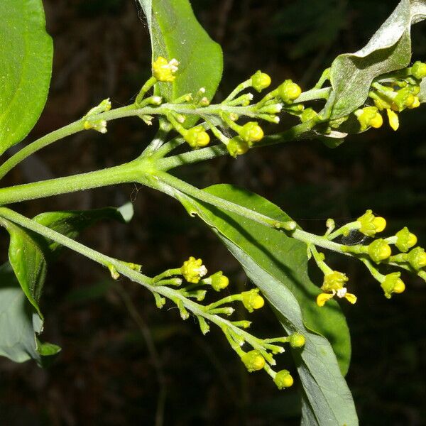 Bunchosia nitida Cvet