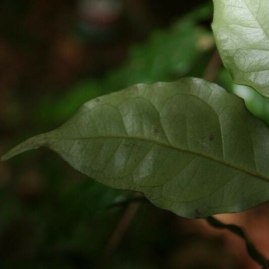 Eugenia patrisii Leaf