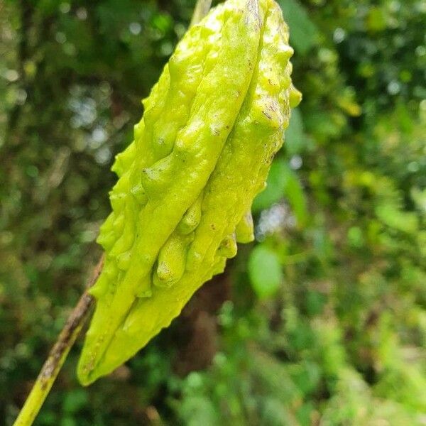 Cynanchum gonoloboides Frucht