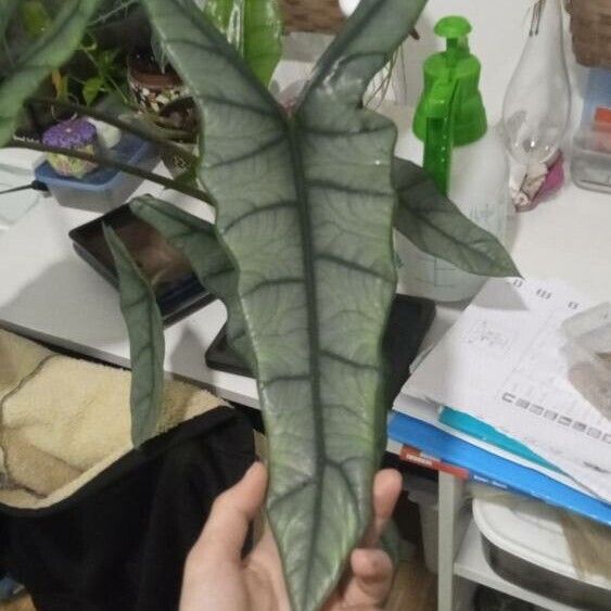 Alocasia longiloba Folha